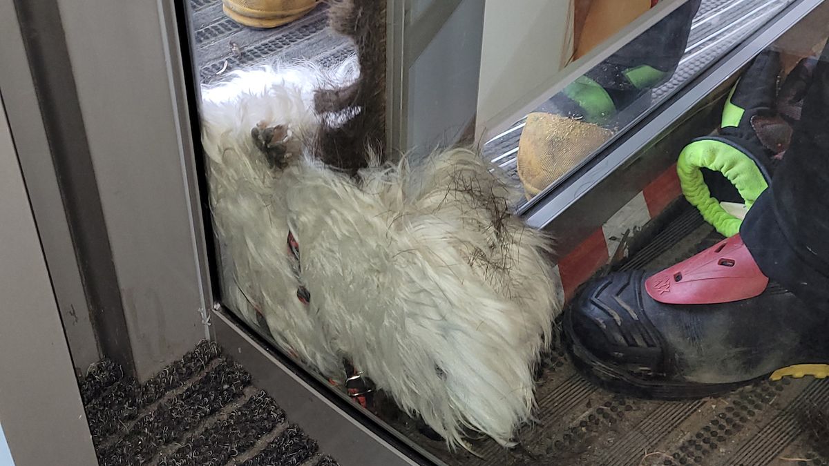 Pes Max uvázl ve dveřích obchodního domu v Opavě. Zasahovali hasiči